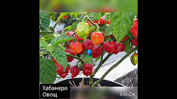 Фрукты, овощи, ягоды на букву Х