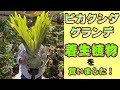 【着生植物】巨大なビカクシダを購入しました（着生植物に少しでも興味のある方は必見！私でも育成できるのでハードル下がります！）