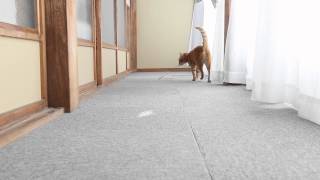 かご猫 x ねこじゃらし Cat playing　2014#13