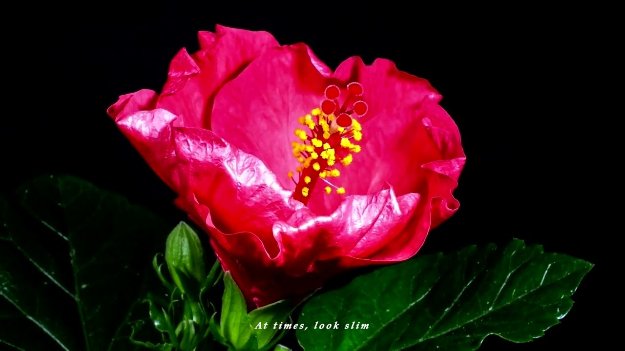 Παρακολούθηση Young Prophet - Bloom (Visualizer) στο YouTube Παρακολούθηση Young Prophet - Bloom (Visualizer) στο YouTube