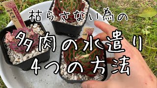 【多肉植物の育て方】水遣りの仕方4つ