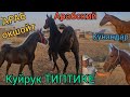 АРАБ 🔥 типтике КУйРУК 😱ЗВЕРЬ КУНАНДАР ТЫНЫ БАЛБАНДА