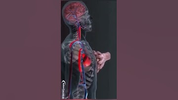CPR in Action | A 3D look inside the body #cpr