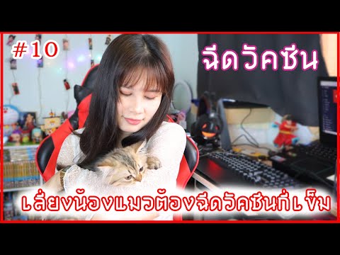 พาน้องแมวฉีดวัคซีน ฉีดกี่เข็ม? ราคารวมทั้งหมด? : AomandTheCaT #10