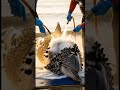 #DolphinRescue: Saving the Smiles of the Sea