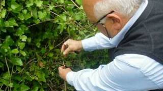 Rizziconi. Innesto del susino, a spacco.