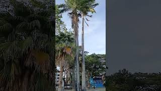 Las tardes de Valencia Venezuela