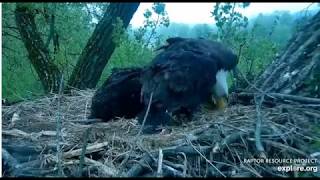 05 19 2020~Decorah Eagles~DM2 brings in 2 fish keeping the eaglets busy!