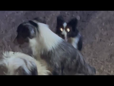 My toy Australian Shepherd takes on 100 pound dog