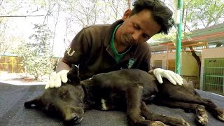 Perrita atropellada queda imposibilitada y desorientada y... by Personal 6,820 views 4 years ago 4 minutes, 15 seconds