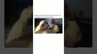 Cockatoo mimics cat meowing 🙀😹 #shorts