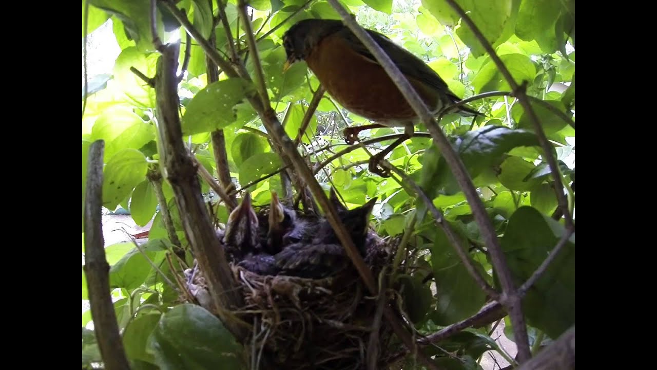Mother Robin with her babies - YouTube