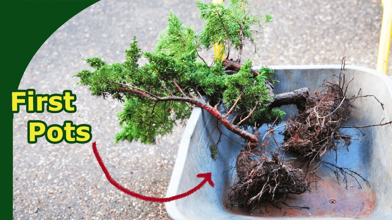 Bare-Rooted Junipers: How to Safely Transition from Field to Pot (I bought 20!)