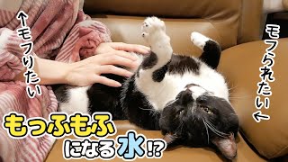 猫に酸素補給水を2週間飲ませた後、思いっきりモフってみた結果...