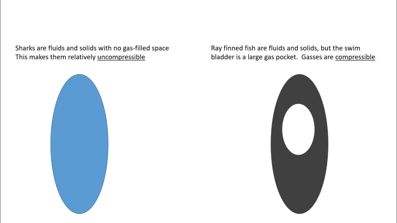 swim bladder activity compressed YouTube