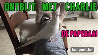 ️ONTBIJT MET CHARLIE DE PAPEGAAI️