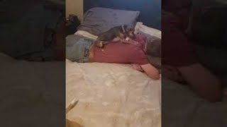 Chihuahua is a Hard Working Back Scratcher || ViralHog