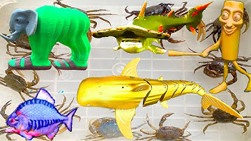 Kem Ốc Chanel ra ngõ bắt cá sấu hung giữ, cá mập tralalerro tralala, tung tung tung sahur, con cua.