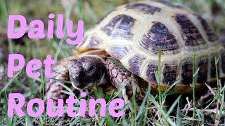 My Daily Pet Routine