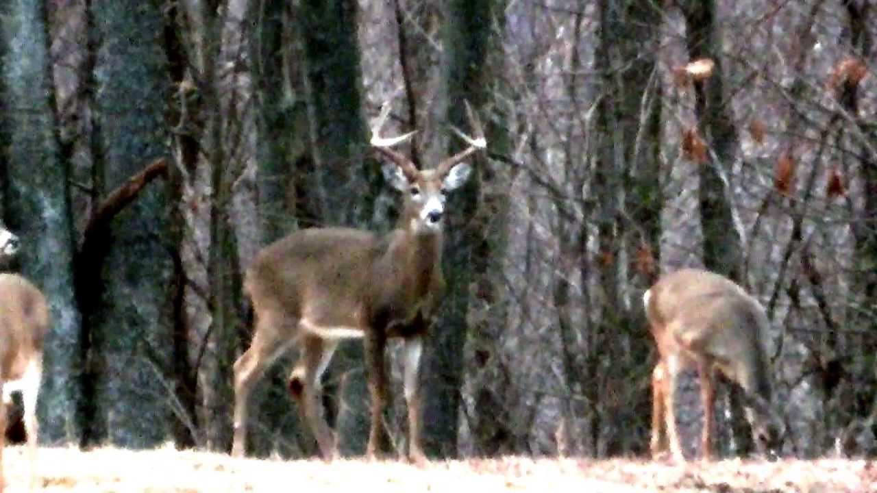 Big 8 point Buck in West Virginia - YouTube Big 8 point Buck in West Virginia - YouTube - 1280 x 720 jpeg 97kB