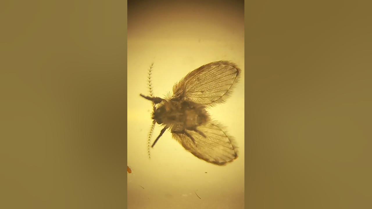 Psychodidae, Sewer Gnats, Drain Flies, Sink Flies, Filter Flies, Live