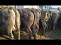 Кашкар кыштак мал базары 1жашар торпоктор🐐бооз уйлар🐄койлор🐏