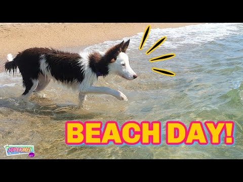 PUPPY'S FIRST BEACH DAY! Border Collie Dog