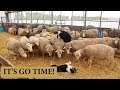 CIDR Protocol For Breeding Sheep (PLANNING LAMBING GROUPS  2019): VLOG 138