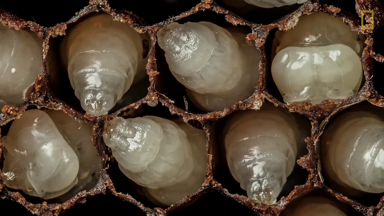 Bees Hatching (TimeLapse) The Beekeeper YouTube