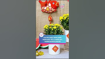 Loại hoa được trưng nhiều trong ngày tết là thuốc quý