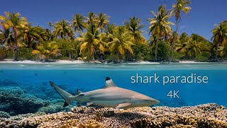 11HRS of 4K Shark Paradise - Undersea Nature Relaxation™ Film + Music by Relax Moods