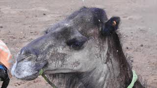 La Pluie Au Maroc En 92024