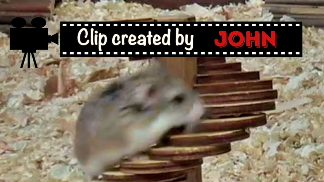 Hamsters Climbing Staircase YouTube
