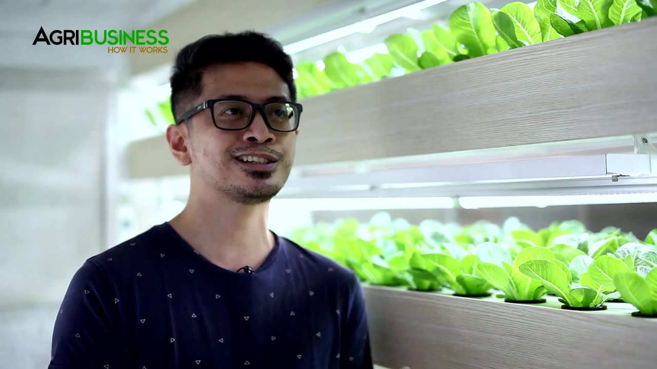 Farm in your Garage through Hydroponics Vertical Farming