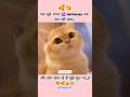 और लोग बोल रहे हैं मुझे भूल गए.. #cat #cartoon #shortsfeed #shortvideo #jokes #shorts #love #memes