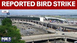 Flight aborts takeoff at LGA after reported bird strike FAA says