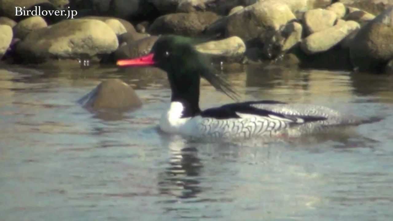 野鳥撮影・ 野鳥 コウライアイサ♂ Scaly-sided Merganser 3 