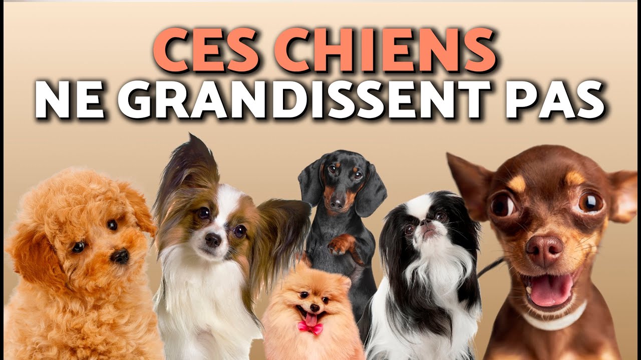 10 RACES de PETITS CHIENS 🐶 IDÉALES pour les appartements !