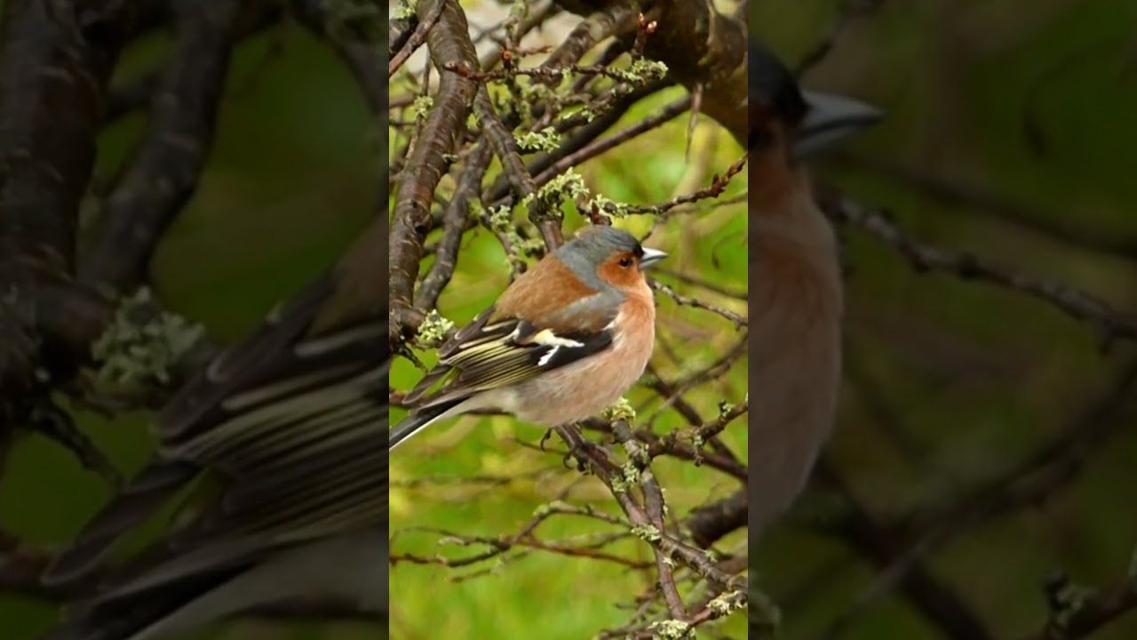 Birdie's Melody: Chaffinch Rain Call 