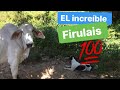 la hazaña de FIRULAIS,🐕‍🦺 aventuras en el CAMPO