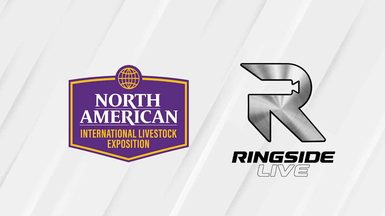 Jr. Belted Galloway Heifer Show - NAILE 2025