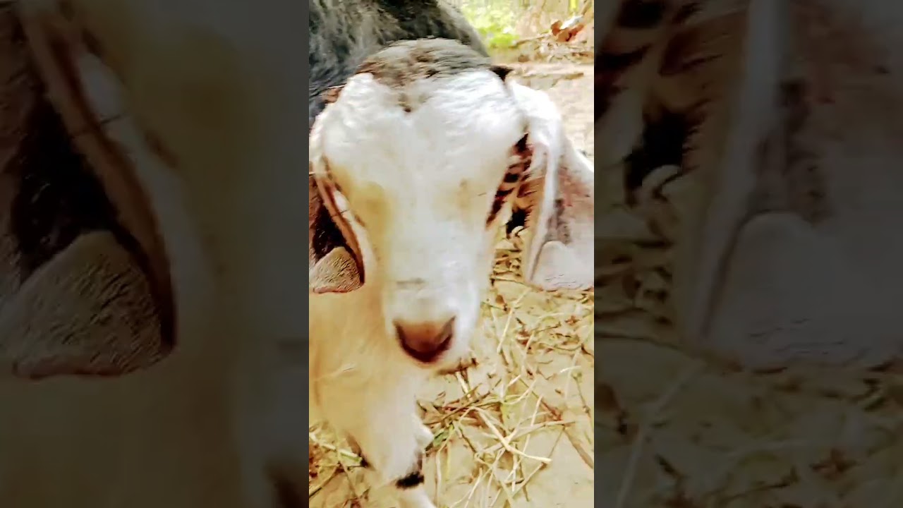 Bakri ka awaaz 