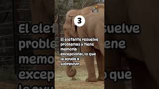 Top 5 animales con inteligencia extraordinaria y sus sorprendentes hab