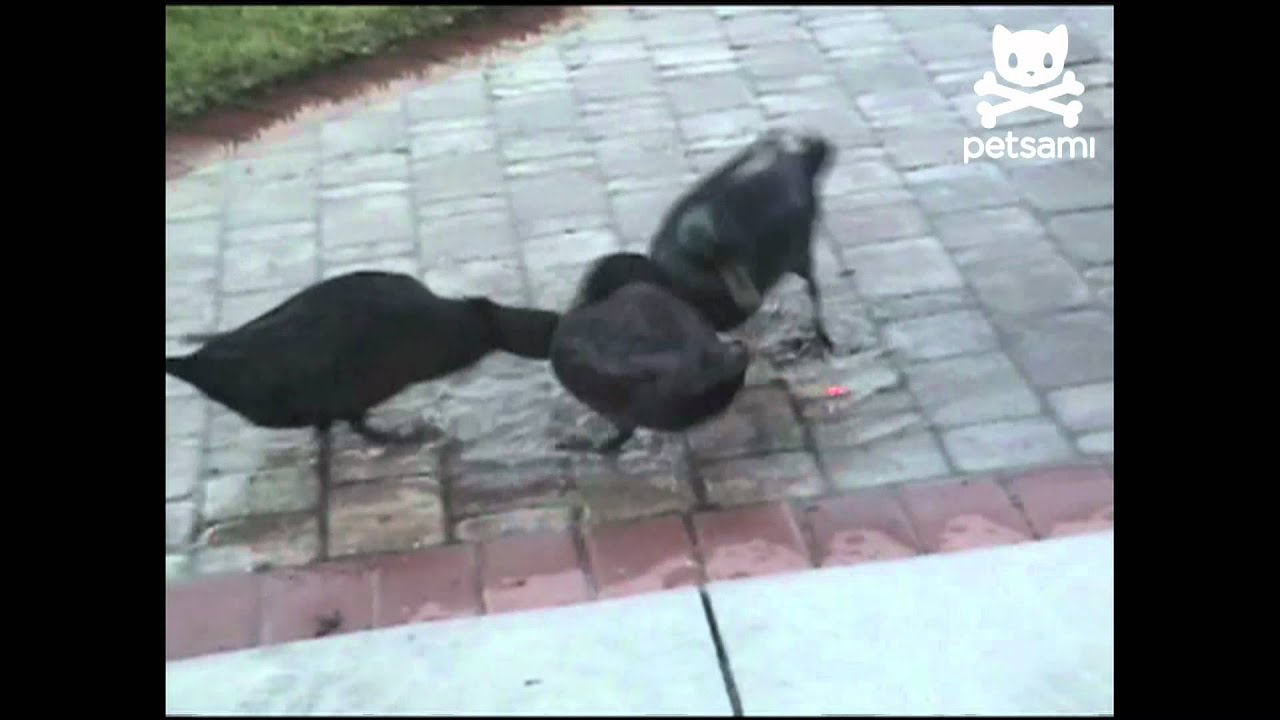 Three ducks eagerly follow a laser