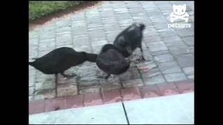 Three ducks eagerly follow a laser