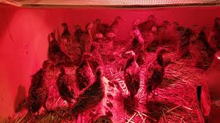 Pheasant chicks at 3 weeks old