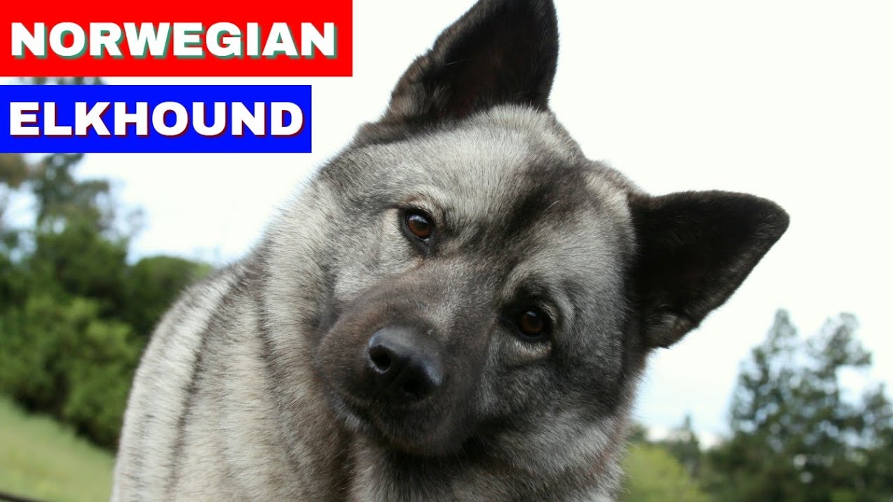 Norwegian Elkhound Everything You Wanted To Know About Norwegian Norwegian elkhound everything you wanted to know about norwegian