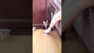 Full SIB female Olivia is in new house🙂 Update