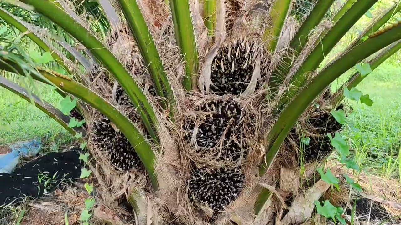 ปาล์มซีหราด เอลิท ทนแล้ง ลูกดก เหมาะกับภาึอีสานมาก