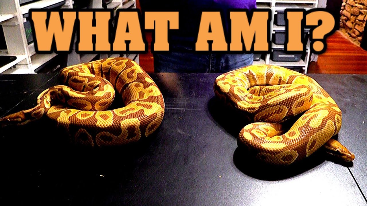 Snake gender identity crisis?